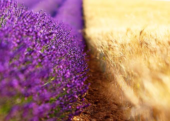 Lavender in Provence
