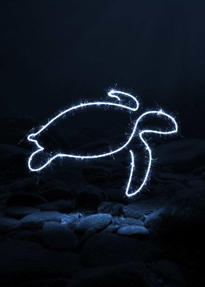 sparkling turle