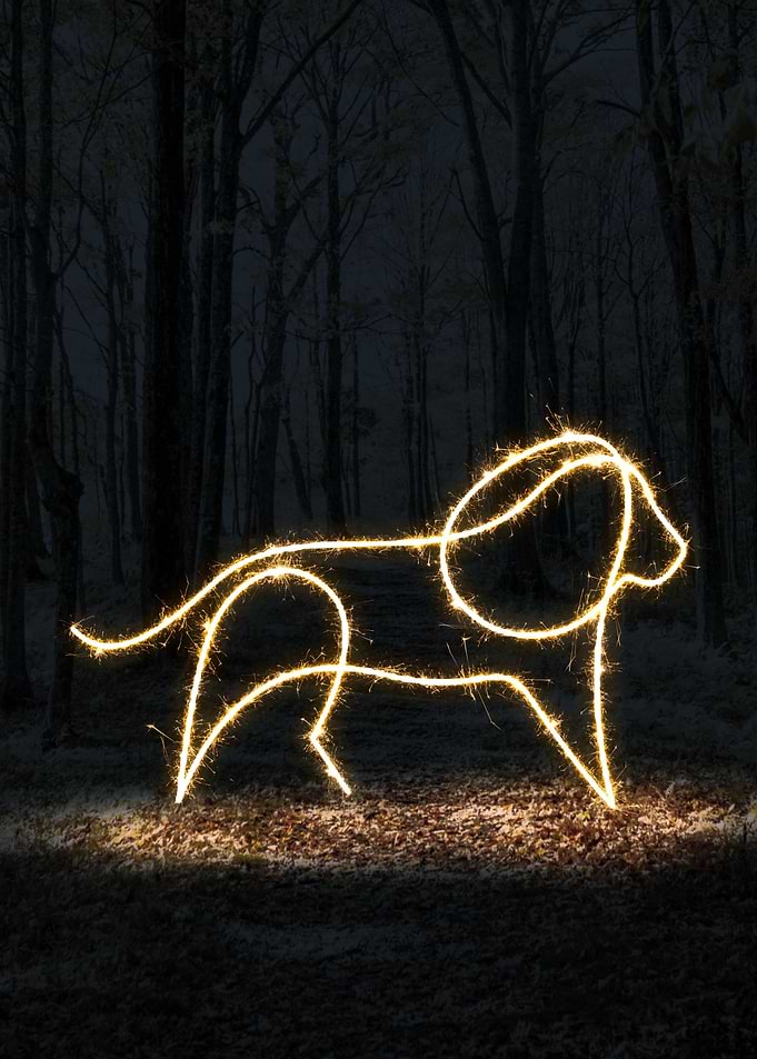 sparkling lion