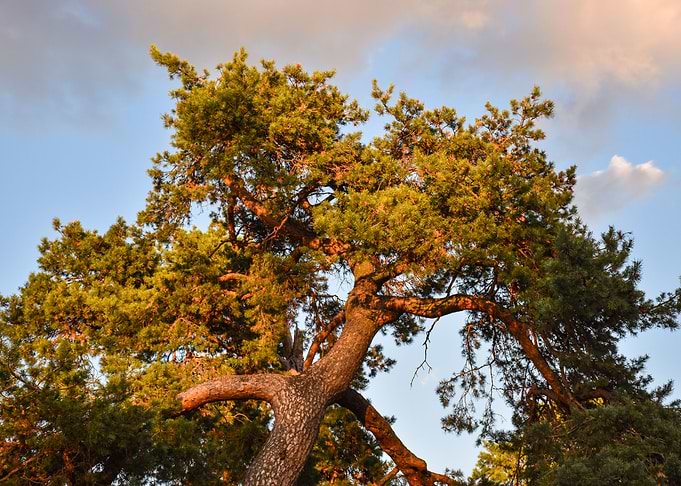 Autumnal Pine Tree