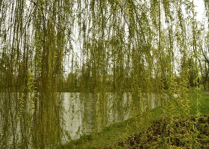 The Weeping Willow