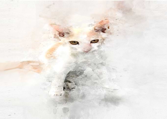 cat