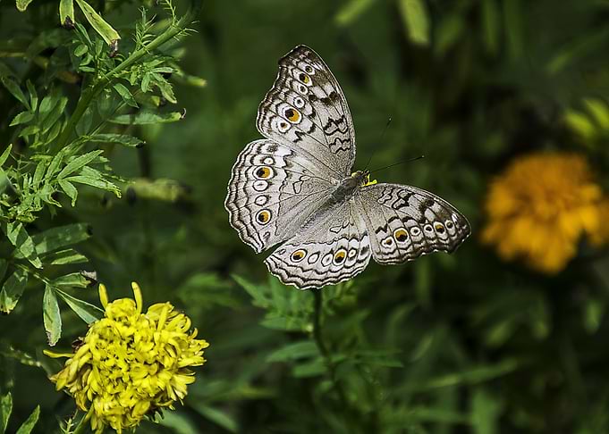 Butterfly Photo