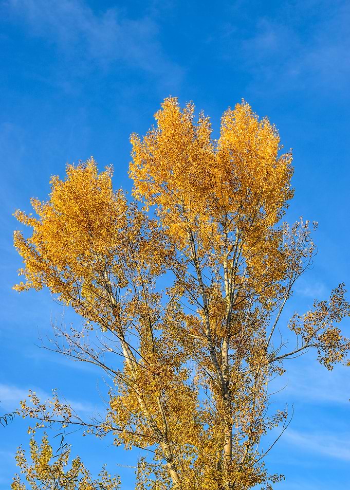 Sunny Autumnal Day