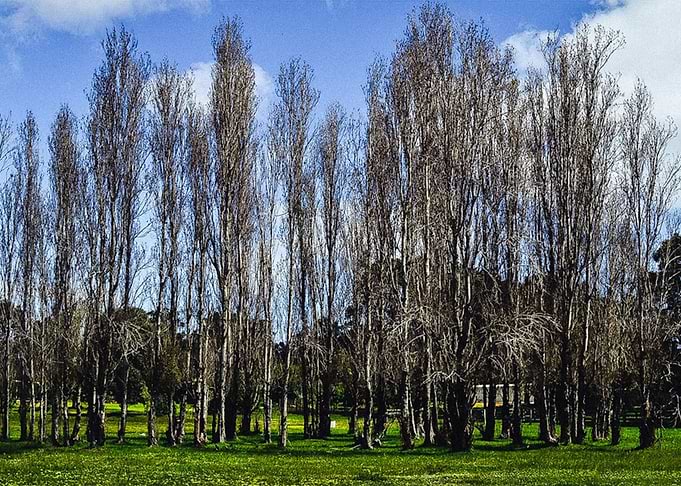 Dry Tree