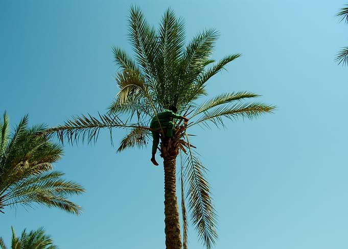 Greeny man on a palm tree