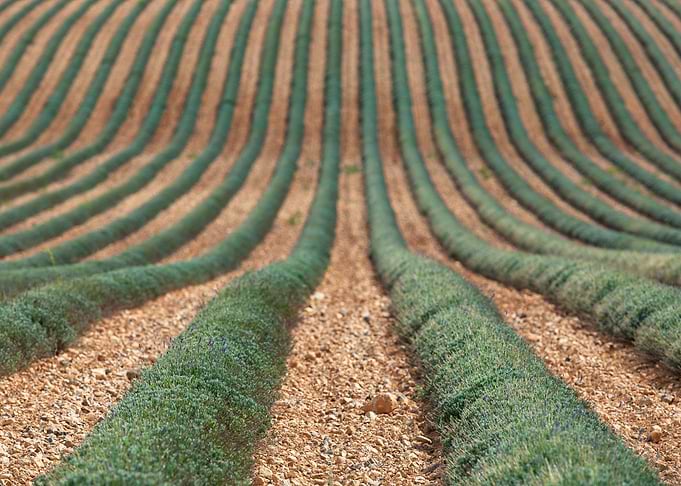 Green Lavender field