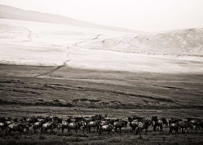 Migration