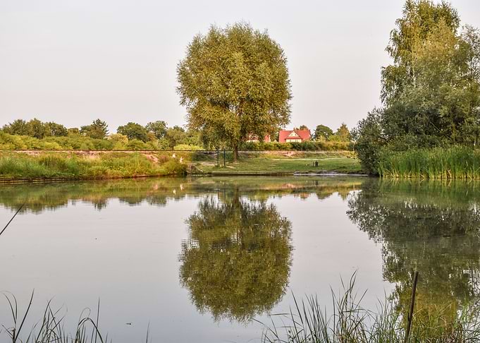 Landscape with Trees