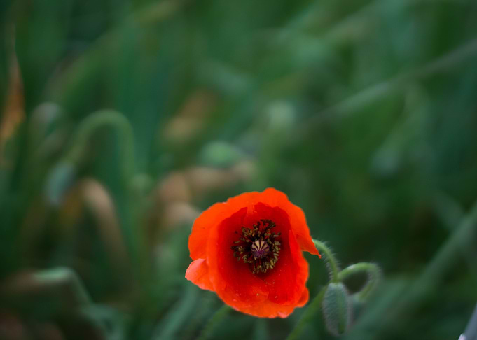 Red Poppies