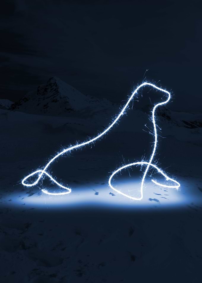 sparkling seal
