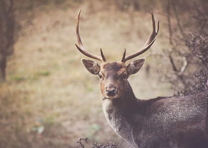 Hert, Deer