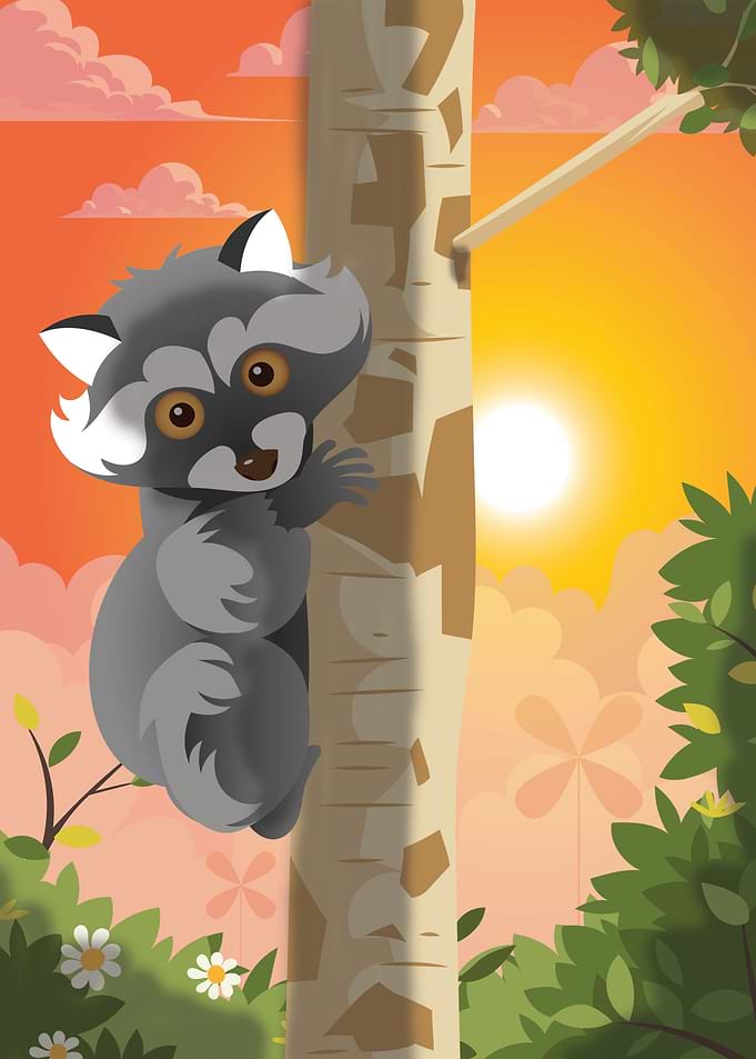 koala