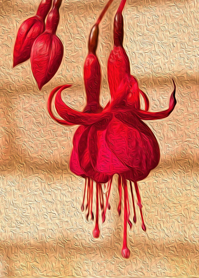 Fuschias