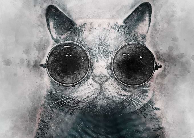 Cool Cat
