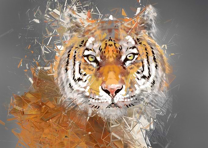 wild tiger
