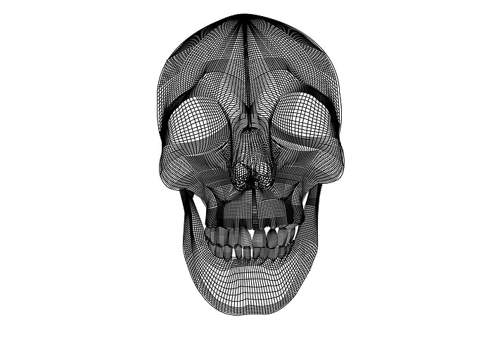 the mesh of skull