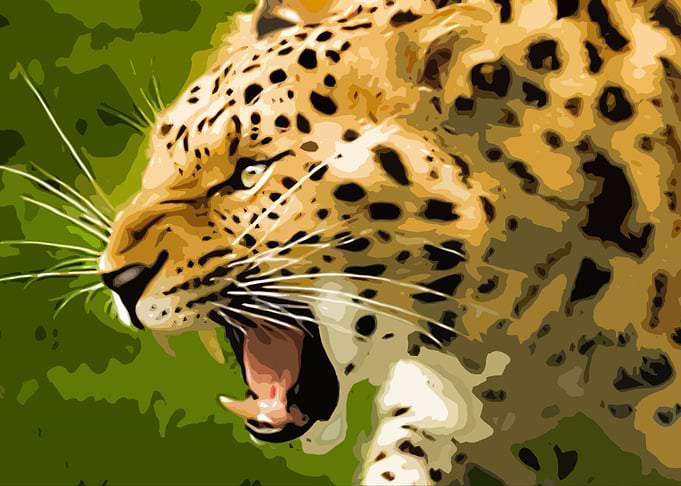 Feeling Leopard
