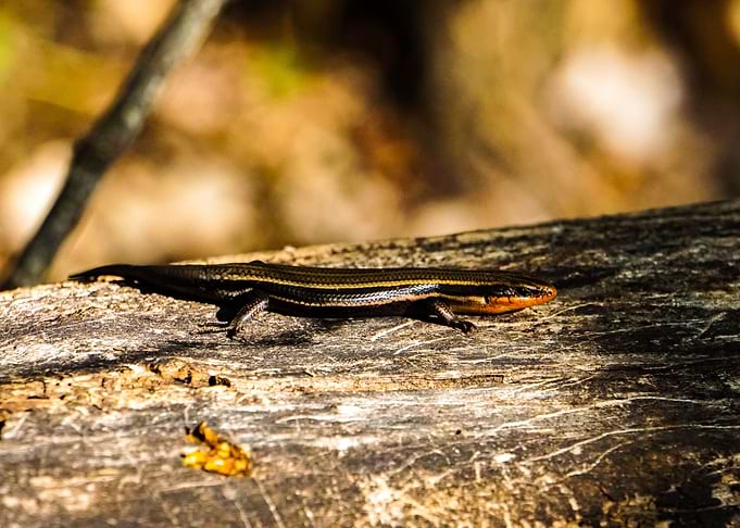 Wild Lizard