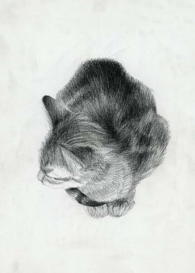 felis