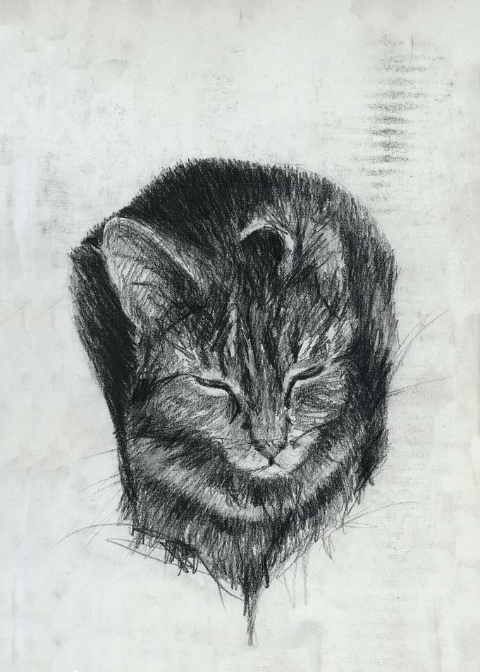cat blackwhite