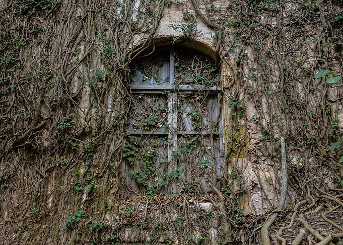 Vegetable window
