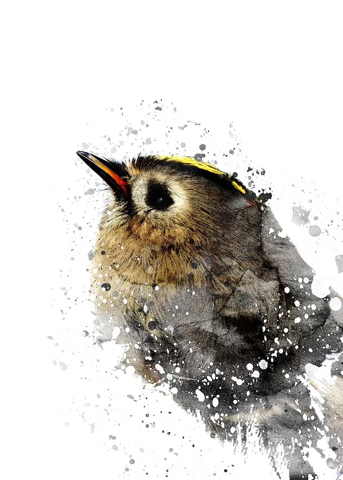 Winter Bird