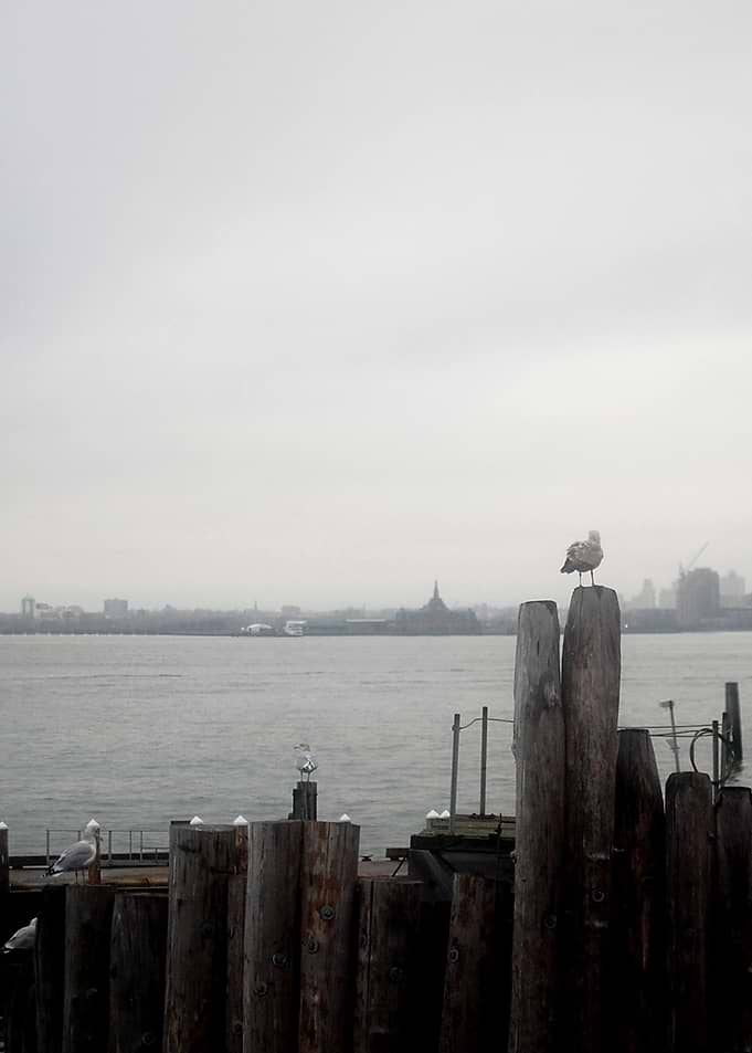Seagull