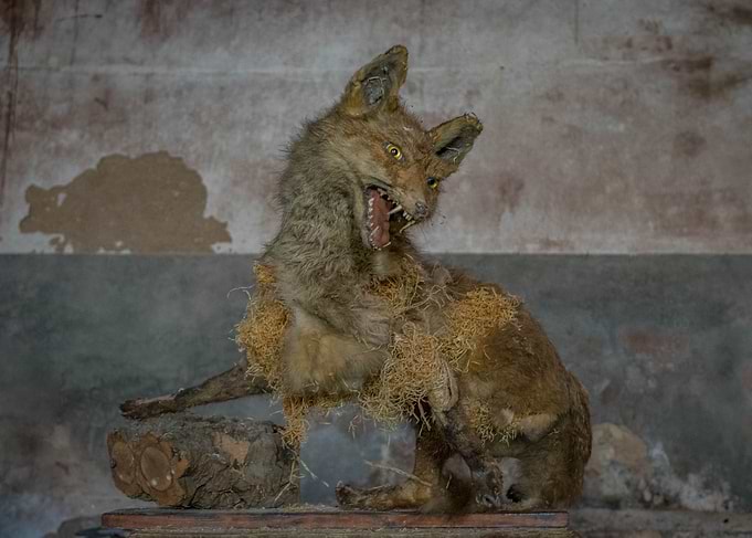 Scary fox