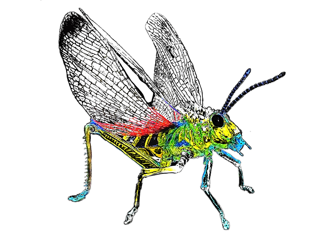 Phymateus saxosus