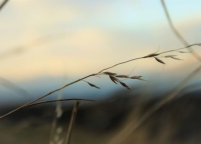 The Seed