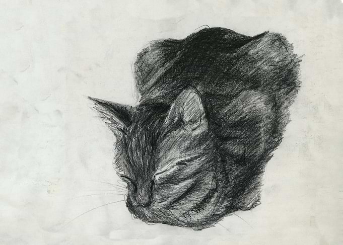 sleepy cat