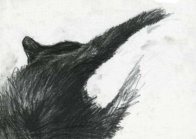 wild cat