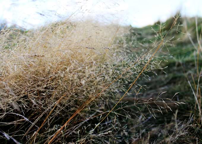 Grass and beauty
