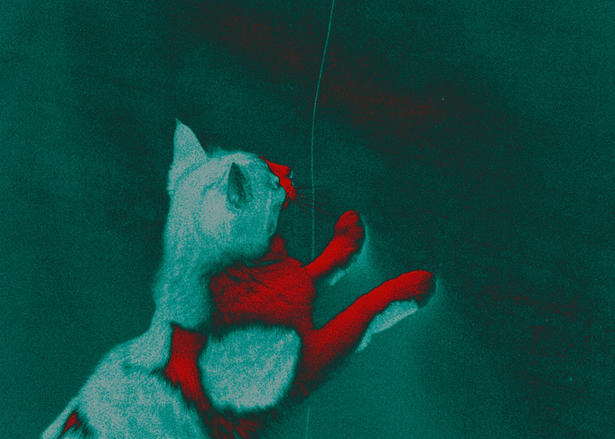 Psychedelic cat