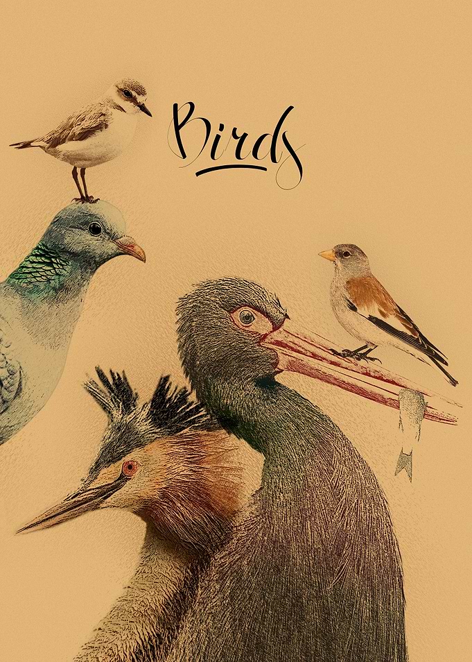 CUTEBIRDS