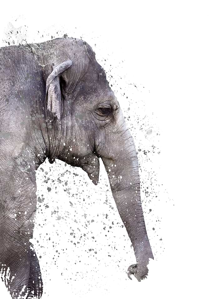 Wild Elephant
