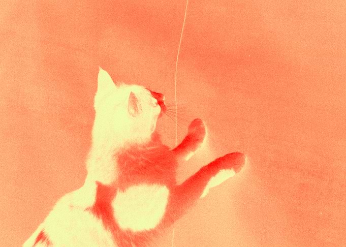 Psychedelic Cat