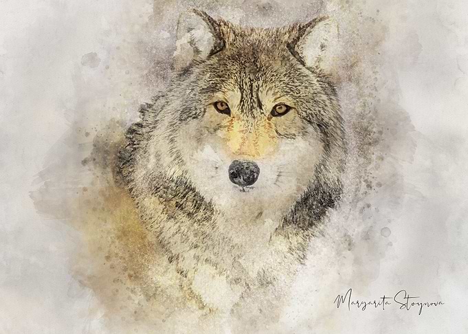 Winter Wolf