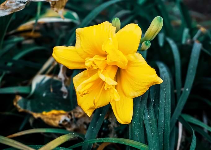 Yellow Daffodil