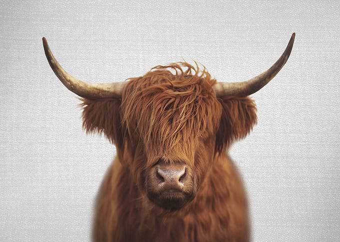 Highland Cow Colorful