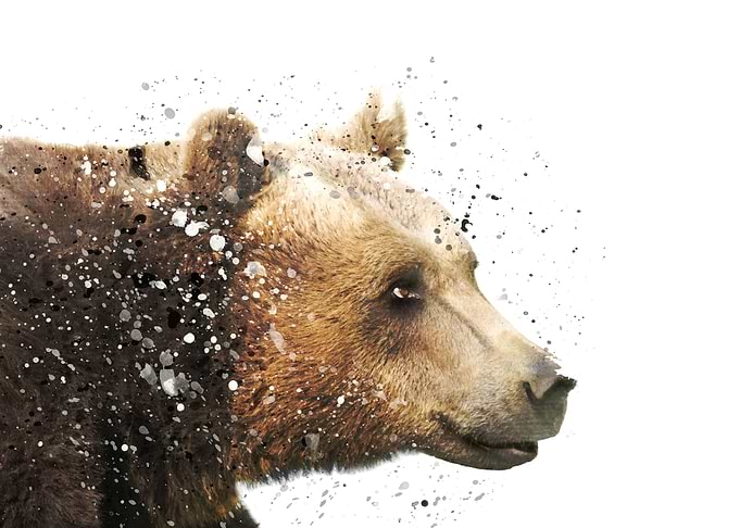 Wild Bear