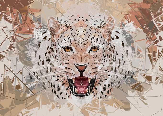 wild leopard