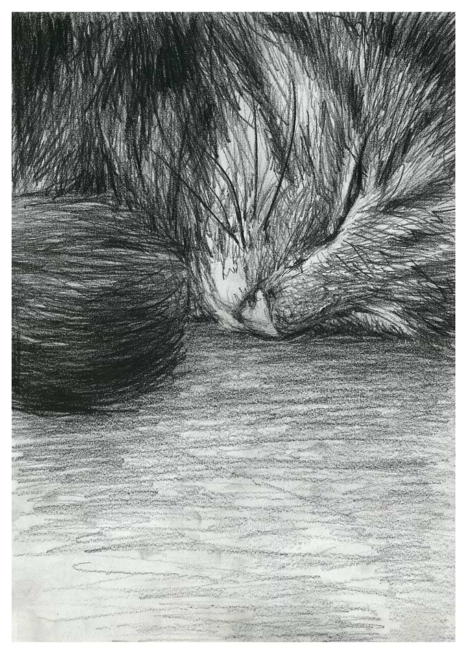 sleepy cat II