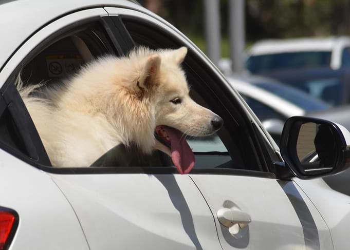 Domestic Dog