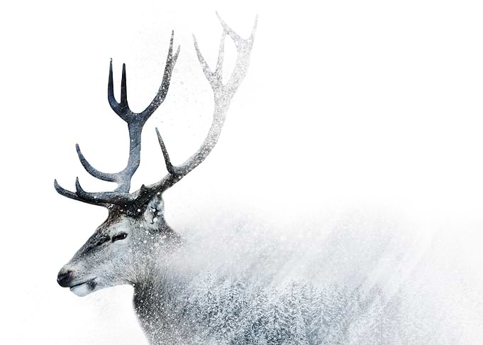 Oh Deer