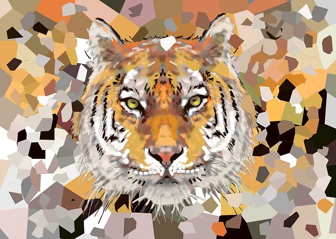 wild tiger