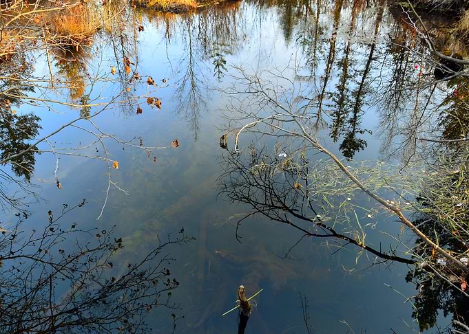 Silent bog