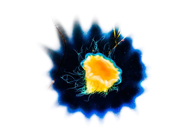 The Jellyfish