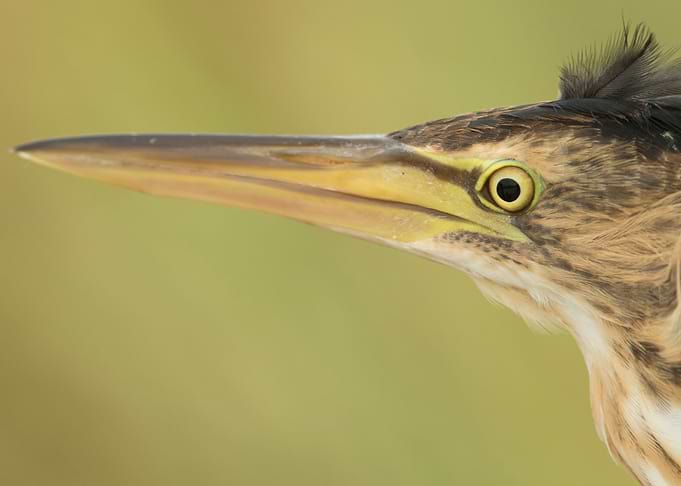 Little bittern